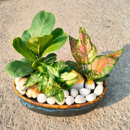Gifting Special - Fiddle Leaf Fig / Ficus Lyrata, Aglaonema Pink Dalmation & Syngonium Pixie Green in 8 Inch Designer ceramic Tray (any colour & design)