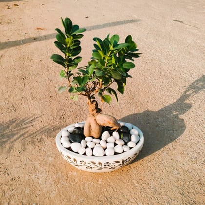 Ficus Bonsai in 8 Inch Designer Ceramic Tray (any colour & design)