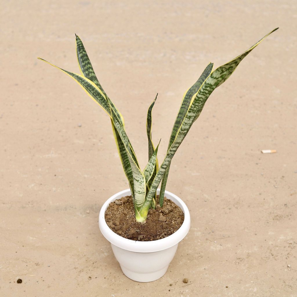 Snake Yellow Long Leaf (~ 1 Ft) in 8 Inch Classy White Plastic Pot