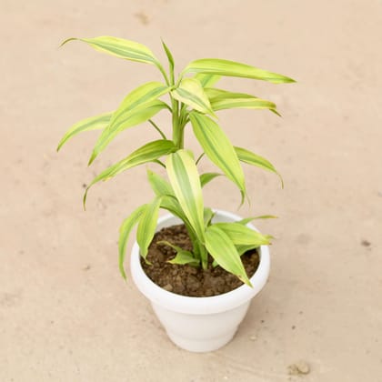 Buy Golden Lucky Bamboo in 8 Inch Classy White Plastic Pot Online | Urvann.com