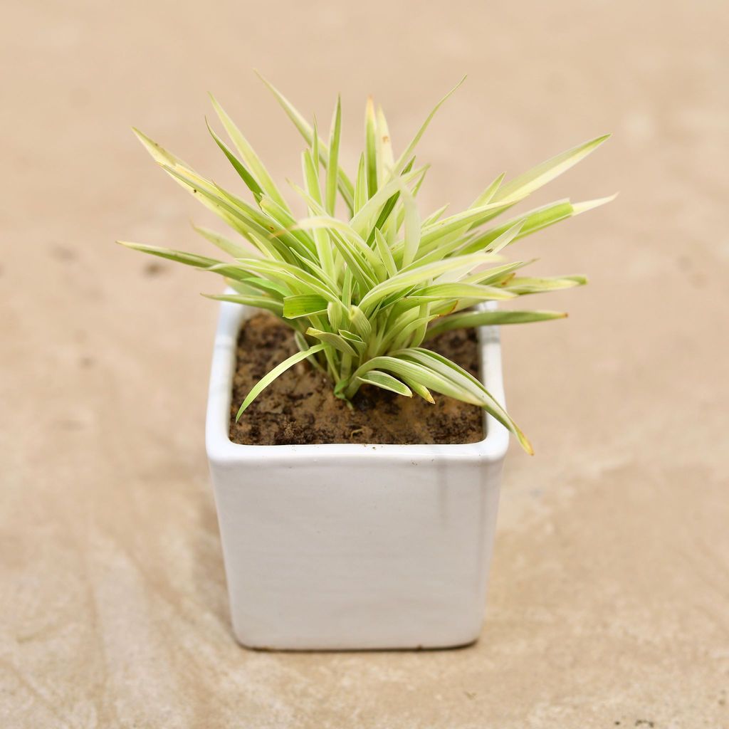 Spider Plant in 3 Inch Classy White Square Ceramic Pot