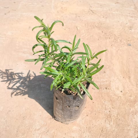 Rosemary in 4 inch Nursery Bag