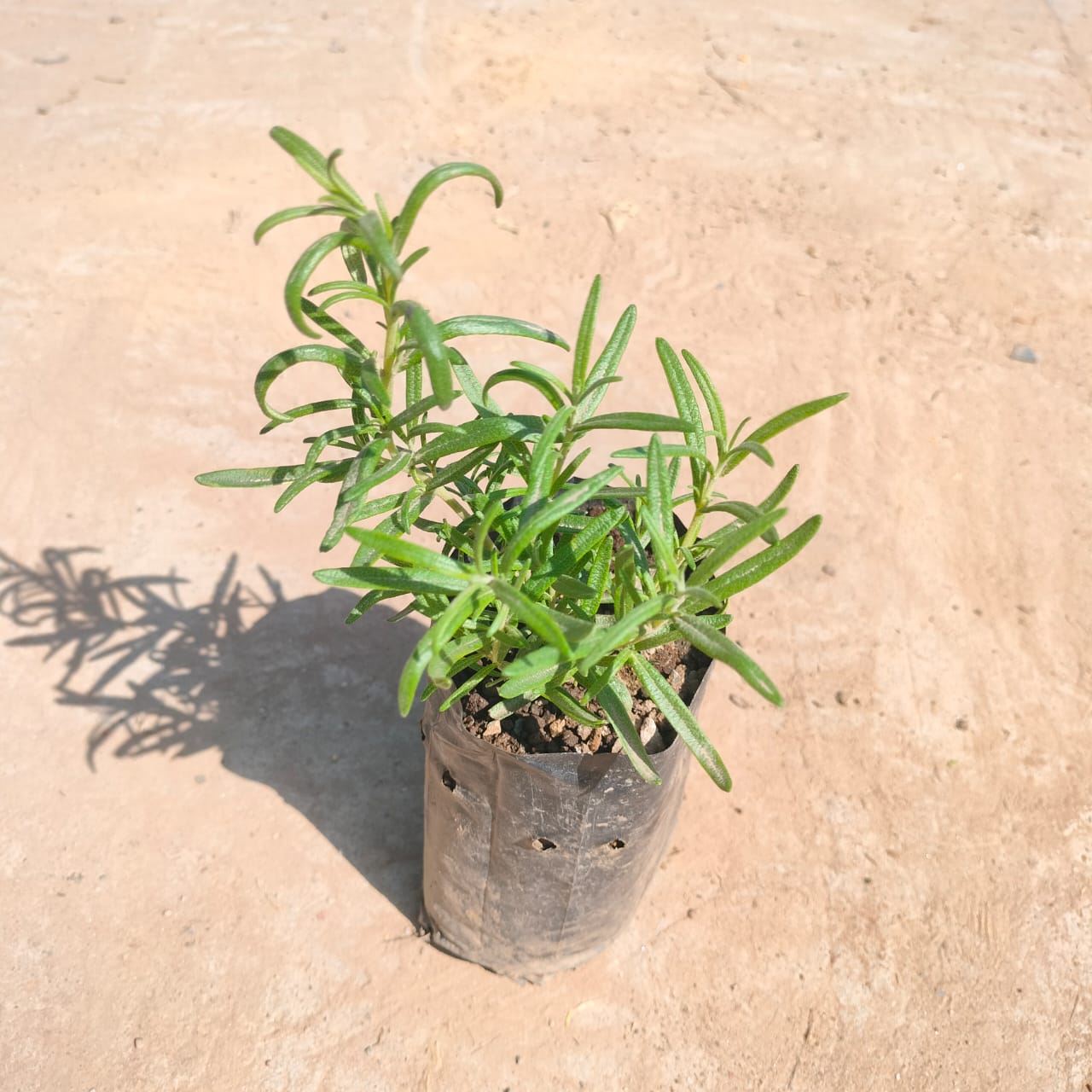 Rosemary in 4 inch Nursery Bag