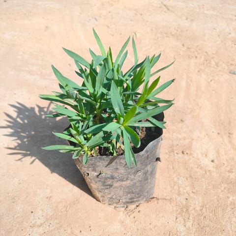 Carnation (any colour) in 4 inch Nursery Bag