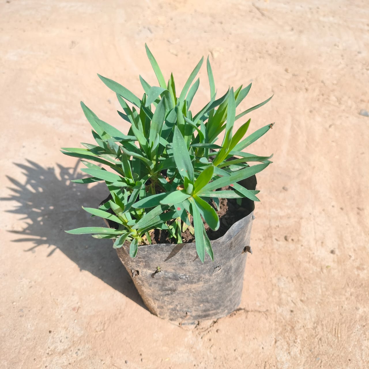 Carnation (any colour) in 4 inch Nursery Bag