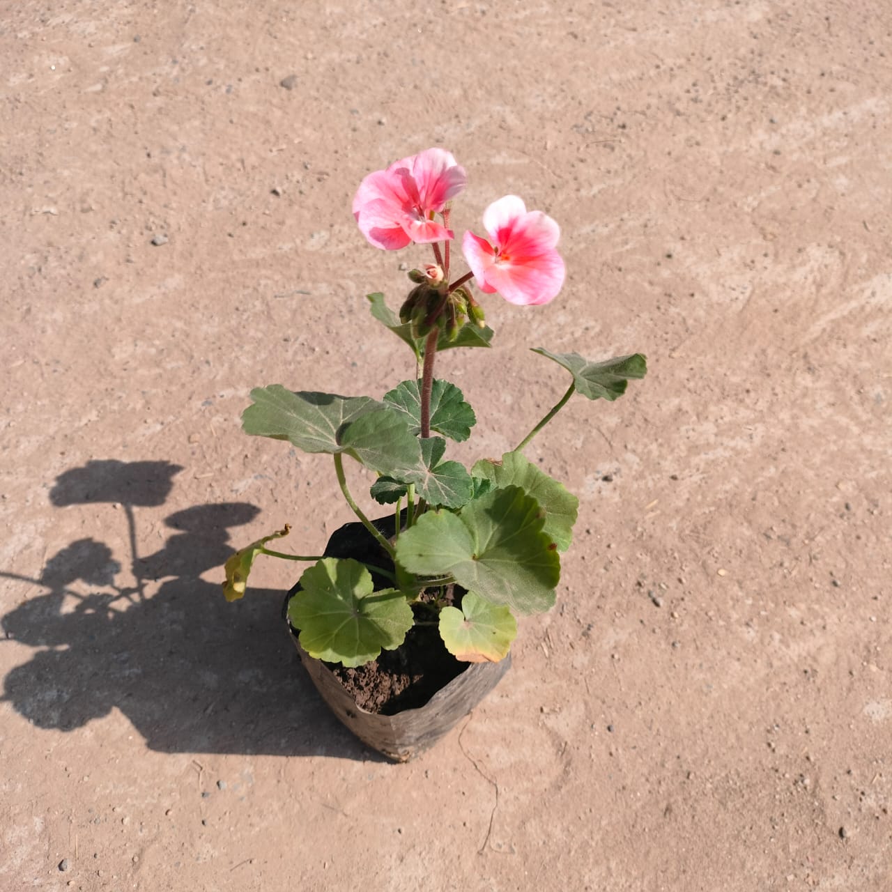 Geranium (any colour) in 4 inch Nursery Bag