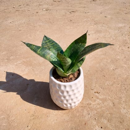 Buy Snake Green Dwarf in 4 Inch Classy White Pipe Designer Ceramic Pot Online | Urvann.com