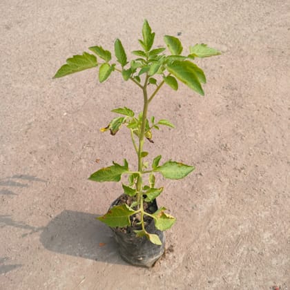 Tomato Plant in 4 inch Nursery Bag