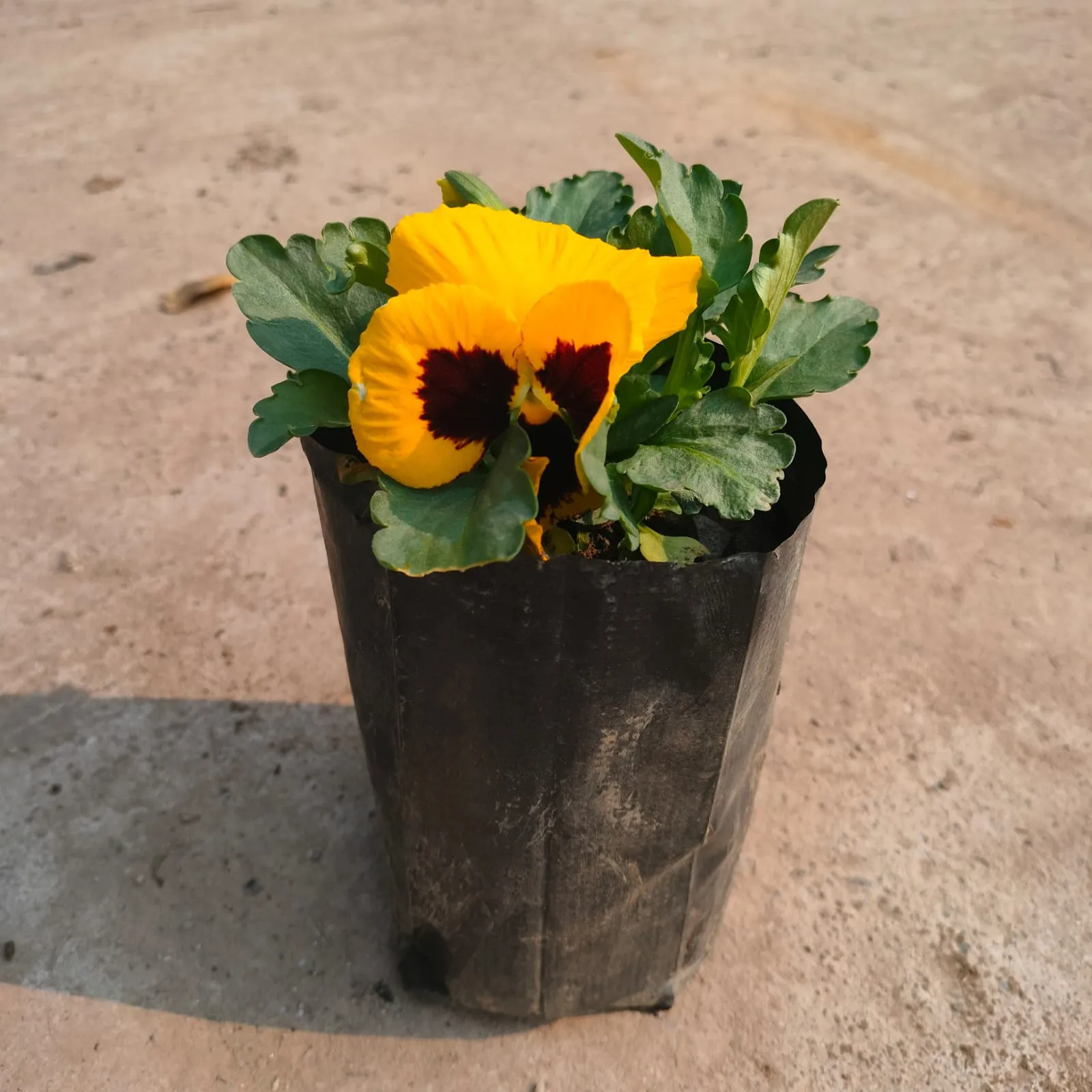 Pansy (any colour) in 3 Inch Nursery Bag