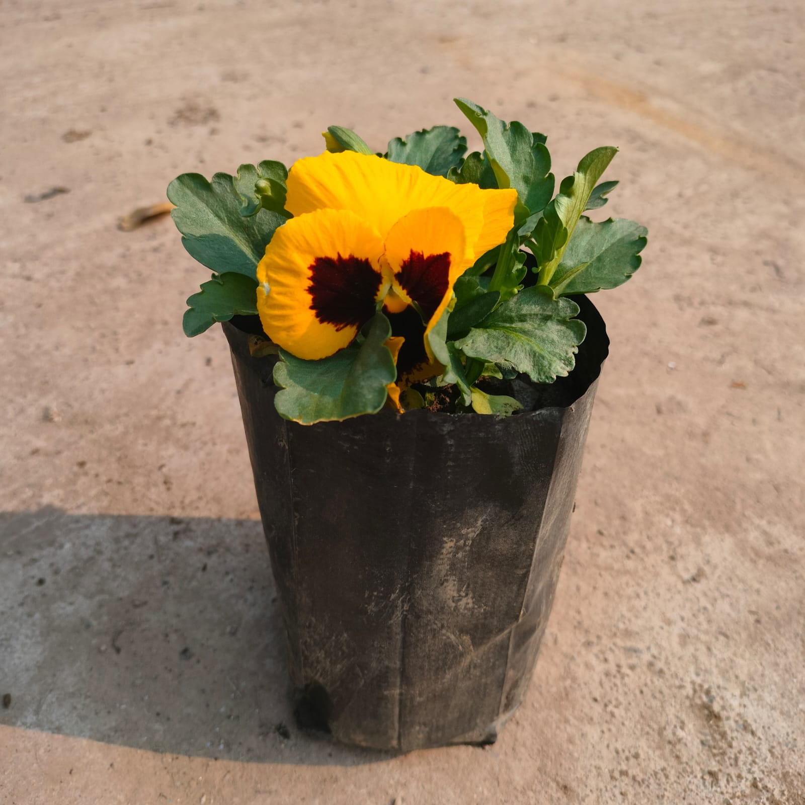 Pansy (any colour) in 3 Inch Nursery Bag