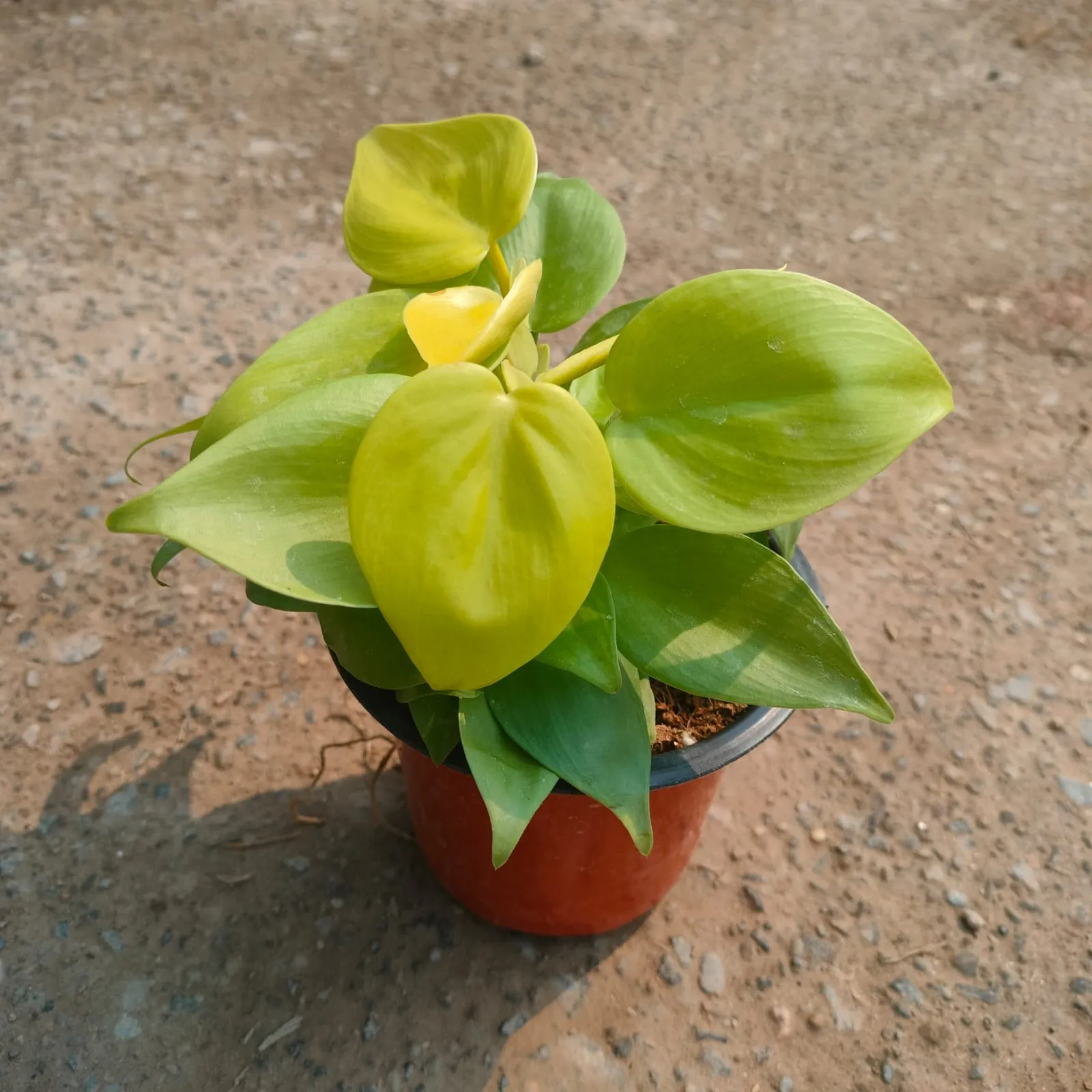 Oxycardium Golden in 4 Inch Nursery Pot