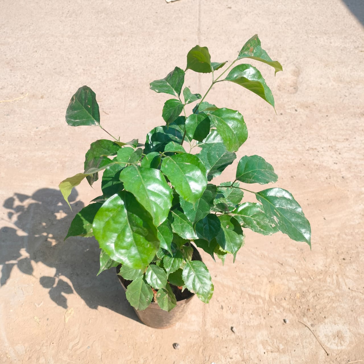 Radermachera / China Doll in 5 inch Nursery Pot