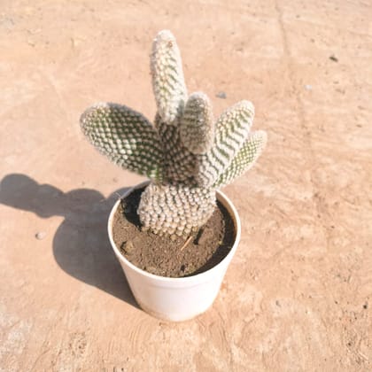 Buy Bunny Ear Cactus White in 3 inch Nursery Pot Online | Urvann.com
