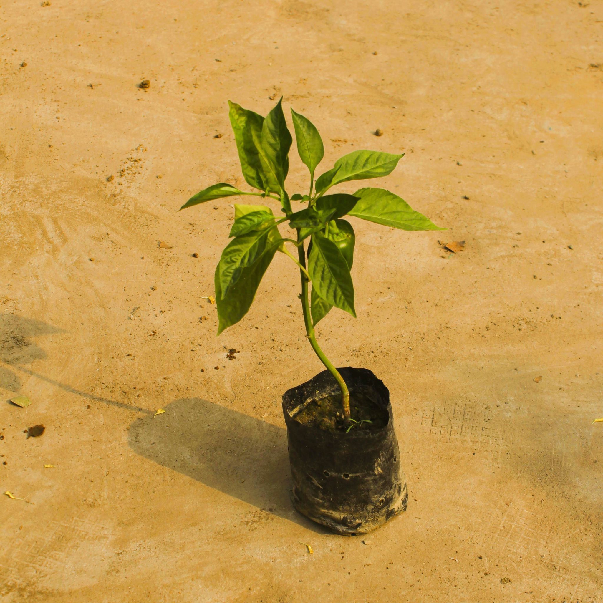 Capsicum / Shimla Mirchi in 4 Inch Nursery Bag