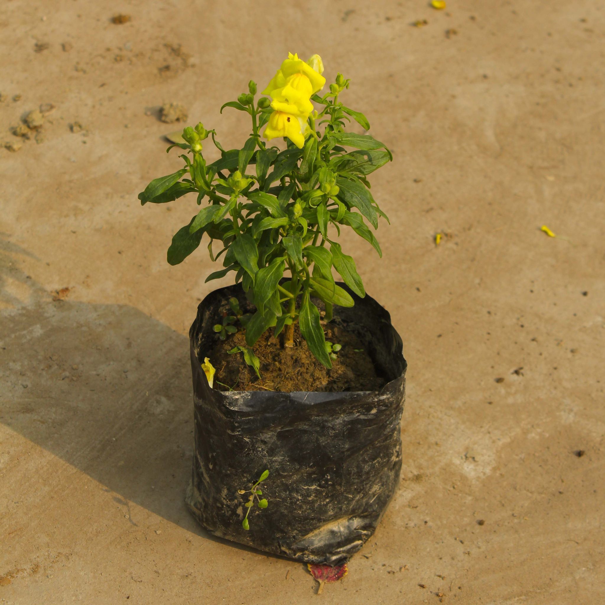 Antirrhinum Majus (Snapdragon) / Dog Flower (any colour) in 4 Inch Nursery Bag