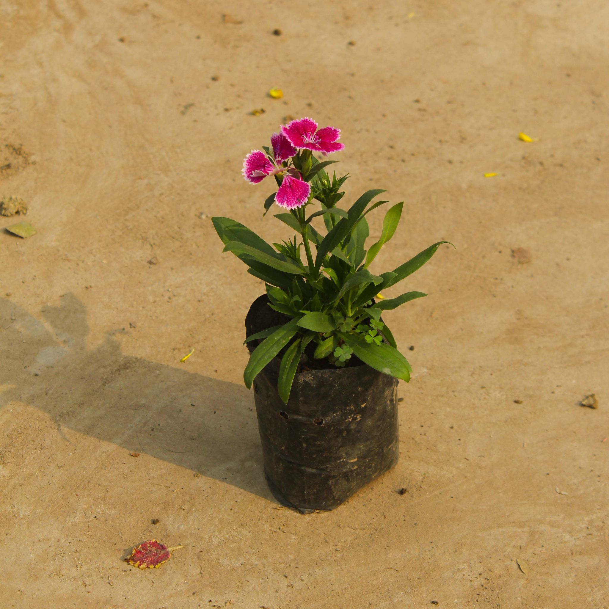 Dianthus (any colour) in 4 Inch Nursery Bag