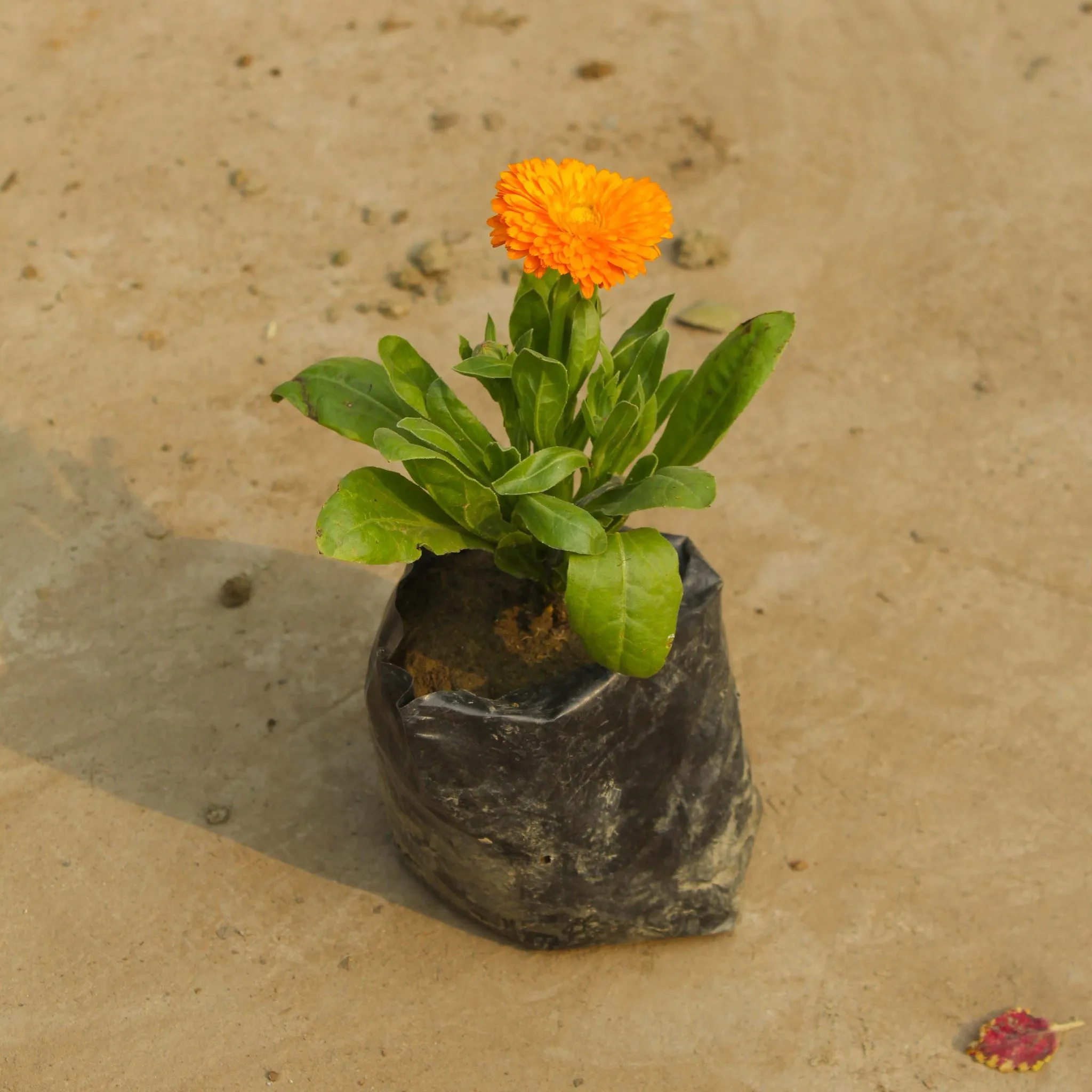 Calendula (any colour) in 4 Inch Nursery Bag
