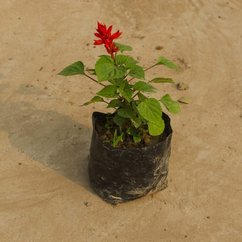 Salvia Red in 4 Inch Nursery Bag