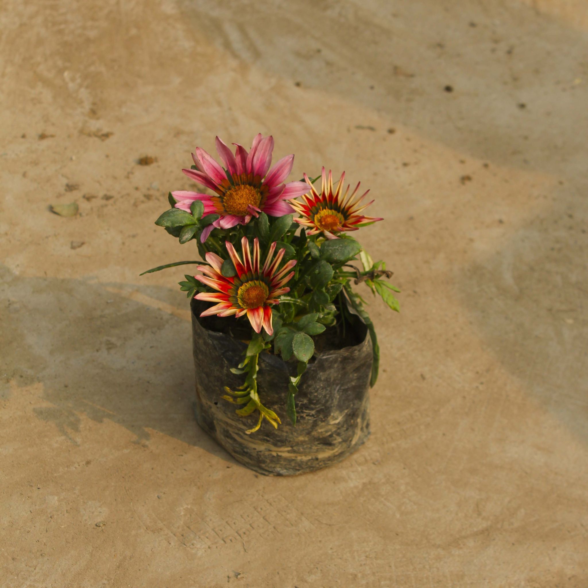 Gazania (any colour) in 4 Inch Nursery Bag