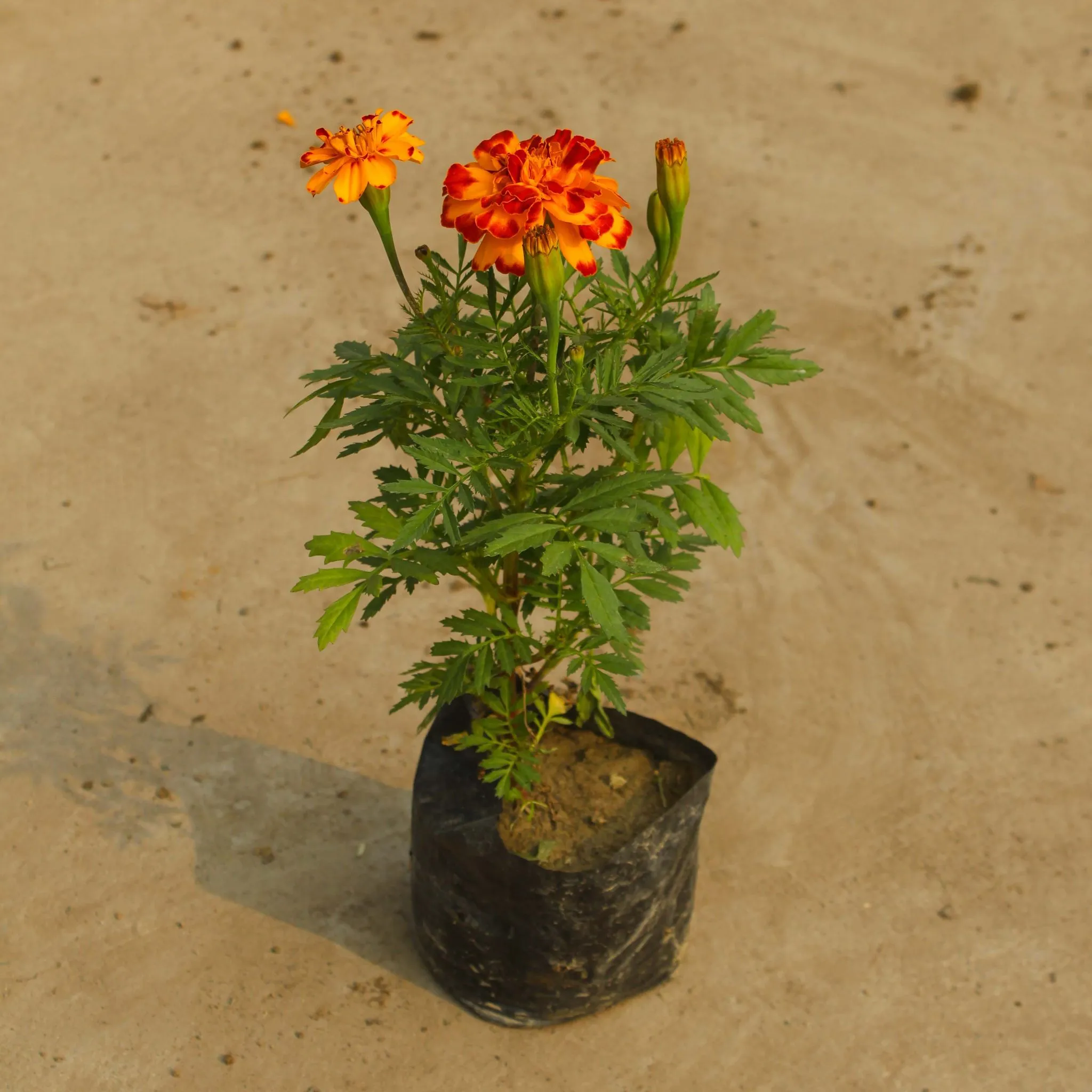 Marigold / Genda Jafri (any colour) in 4 Inch Nursery Bag