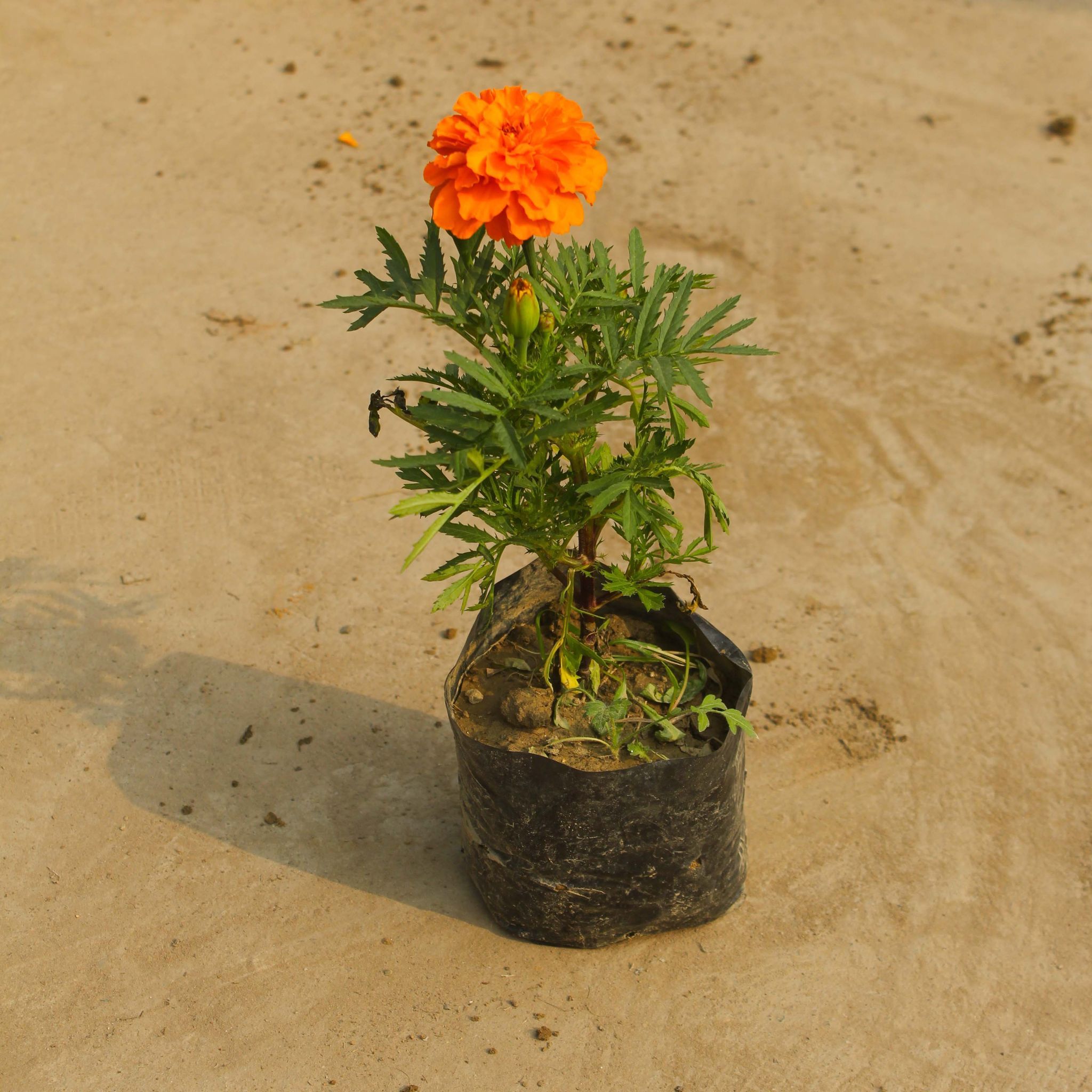 Marigold / Genda (any colour) in 4 Inch Nursery Bag