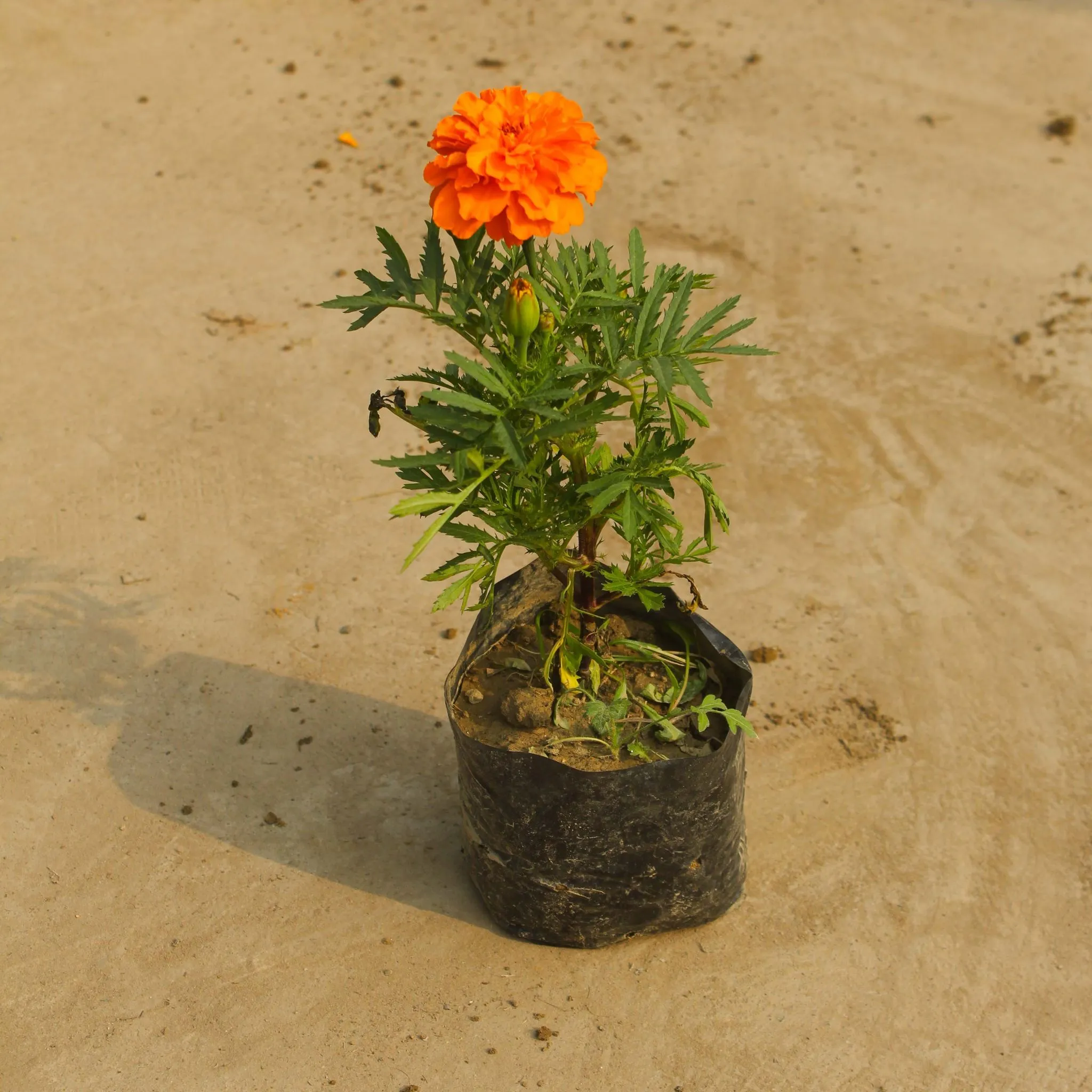 Marigold / Genda (any colour) in 4 Inch Nursery Bag