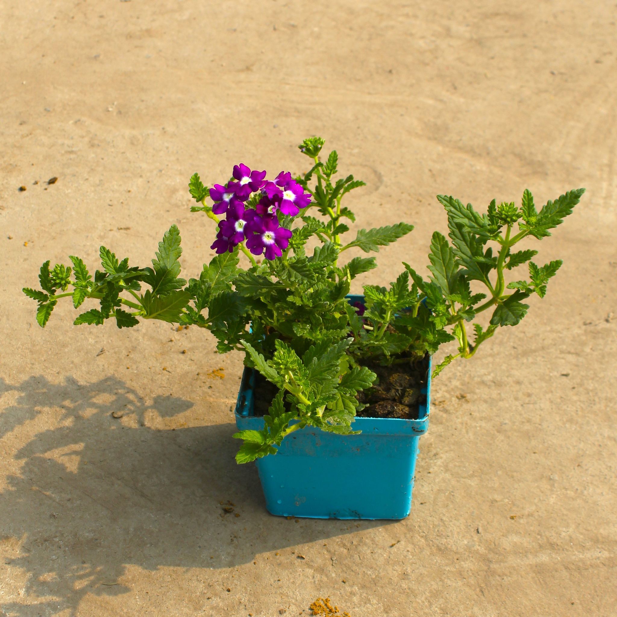 Verbena (any colour) in 4 Inch Blue Premium Square Plastic Pot