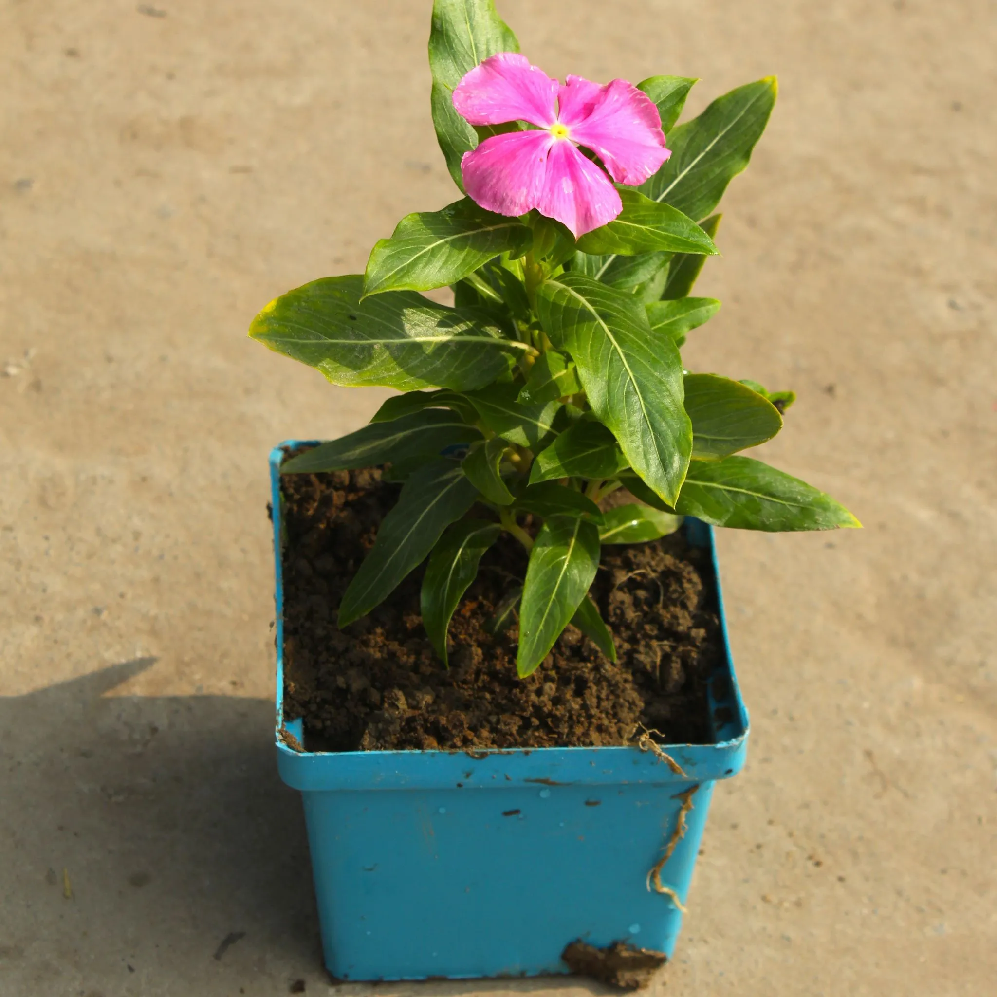 Periwinkle / Vinca / Sadabahar (any colour) in 4 Inch Blue Premium Square Plastic Pot