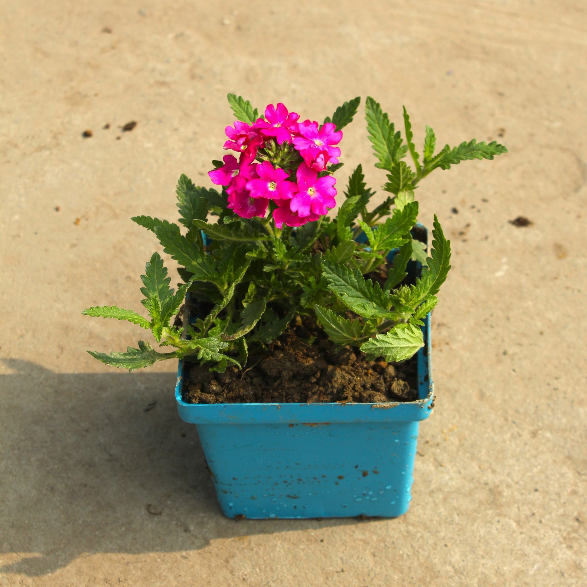 Verbena (any colour) in 4 Inch Blue Premium Square Plastic Pot