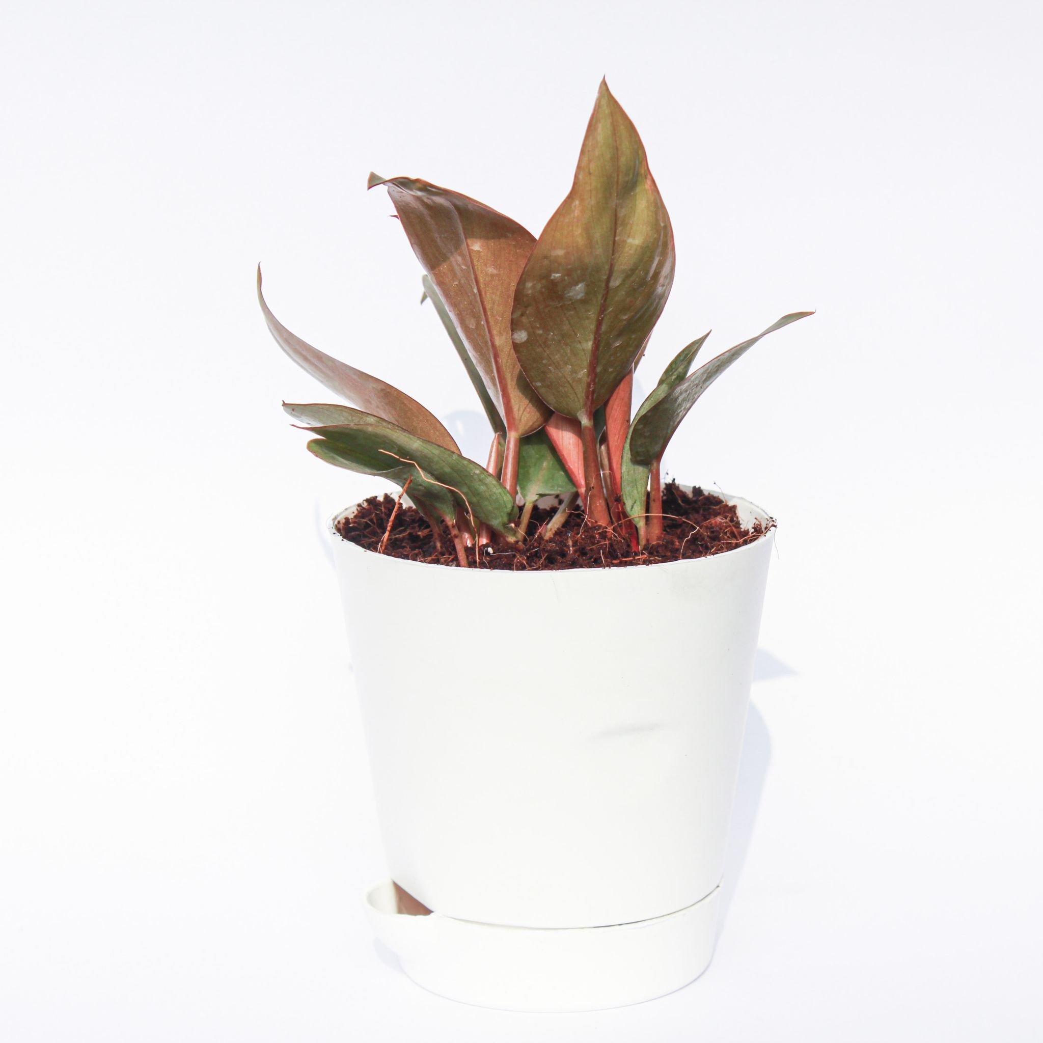 Philodendron Red in 4 Inch White Florence Self Watering Pot