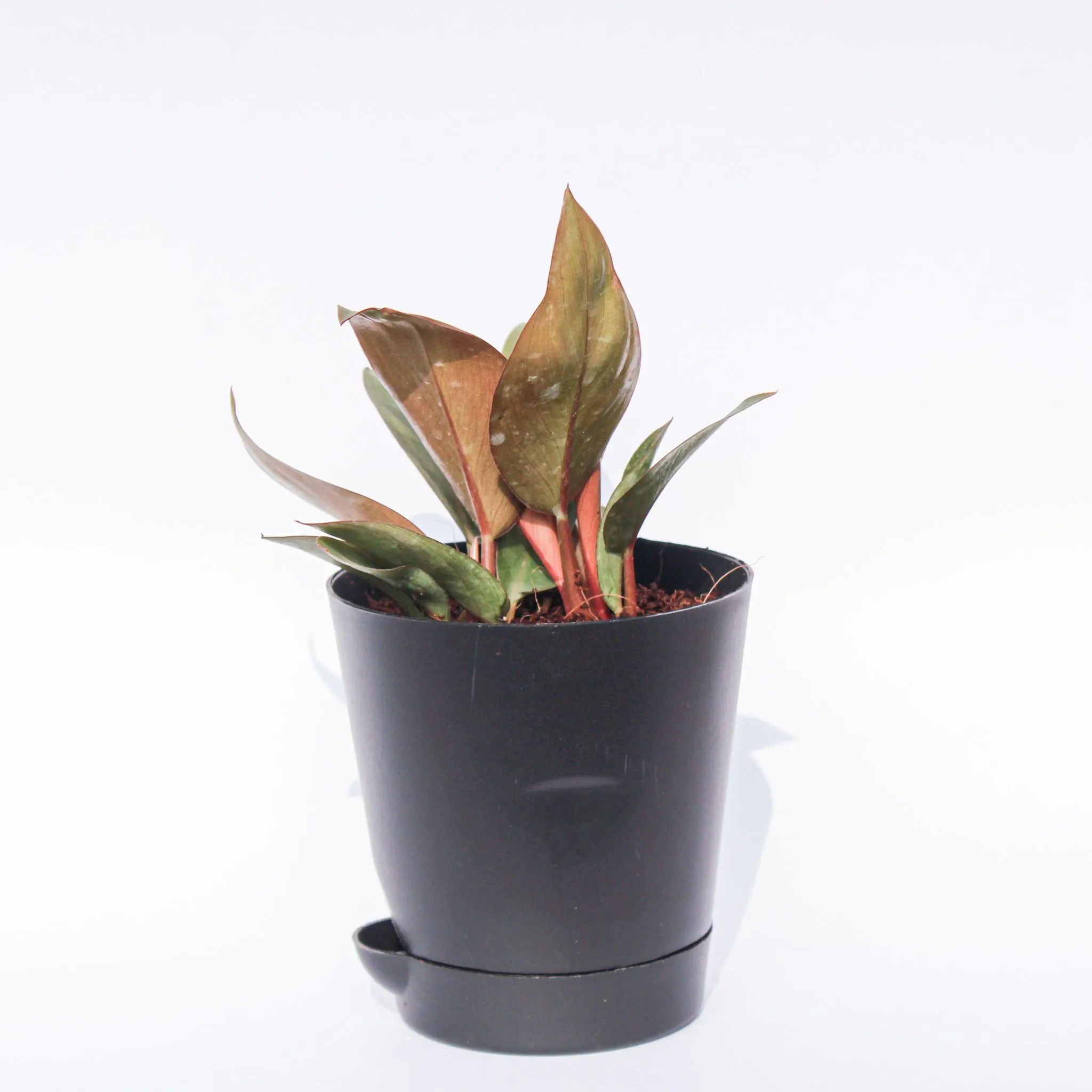 Philodendron Red in 4 Inch Black Florence Self Watering Pot