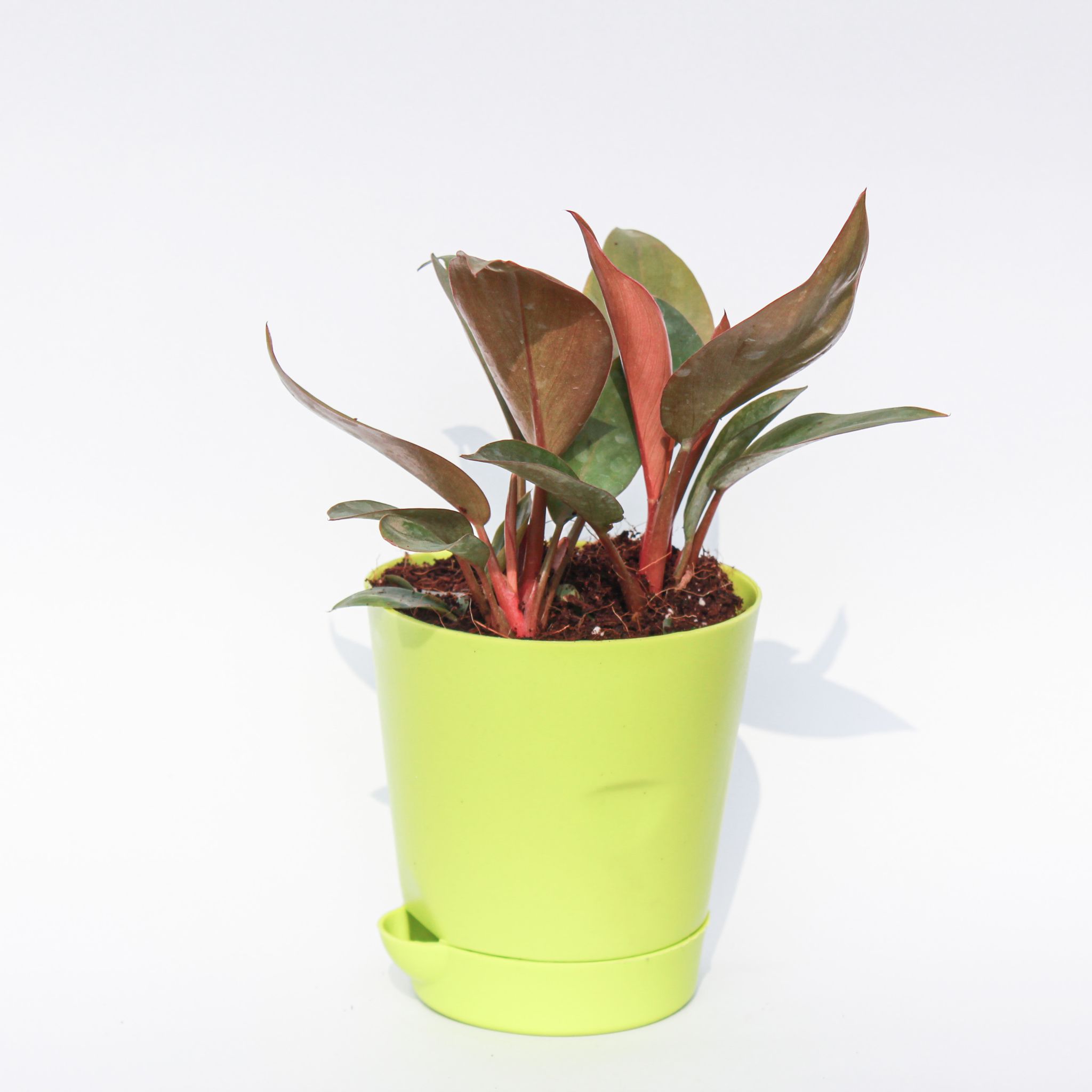 Philodendron Red in 4 Inch Green Florence Self Watering Pot