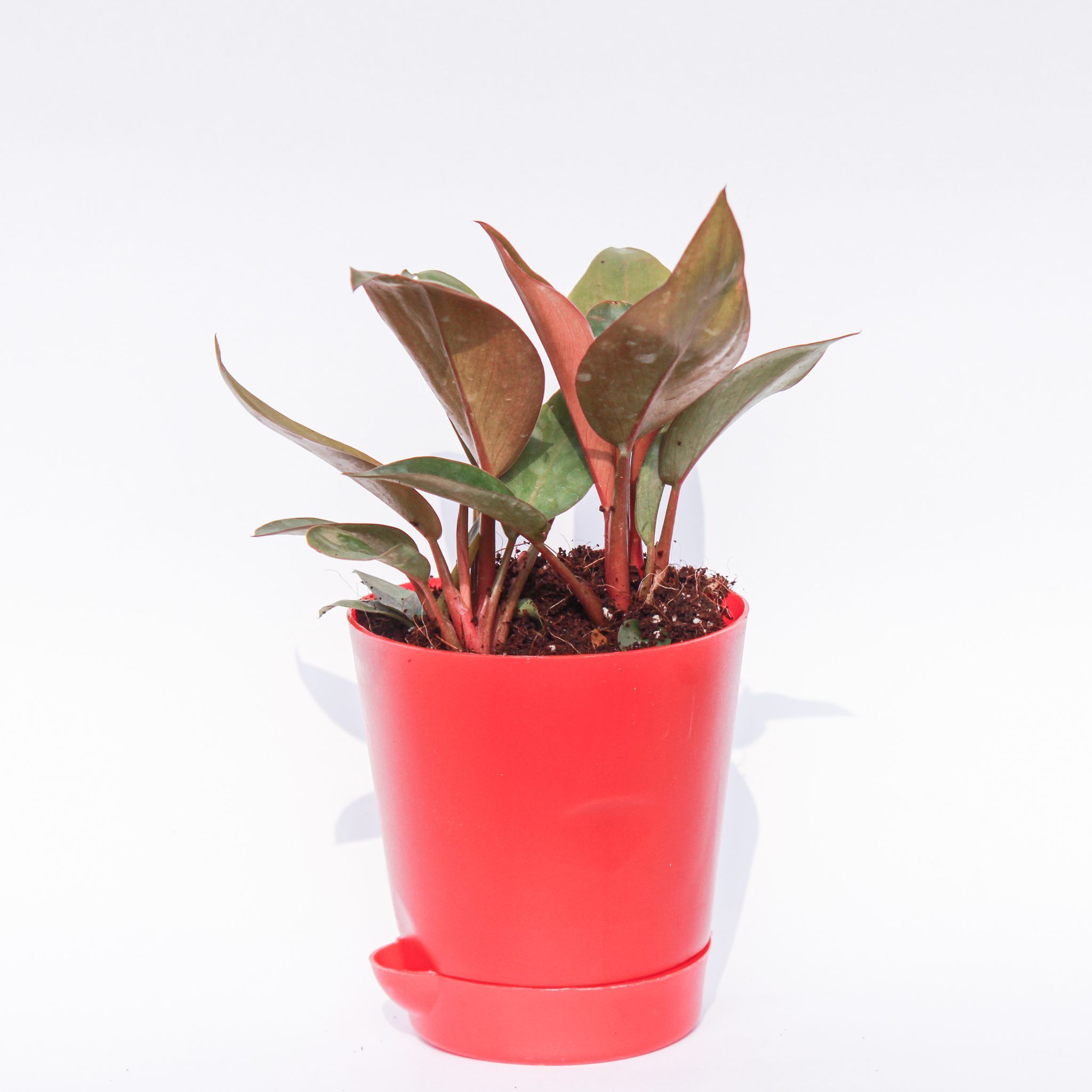 Philodendron Red in 4 Inch Red Florence Self Watering Pot