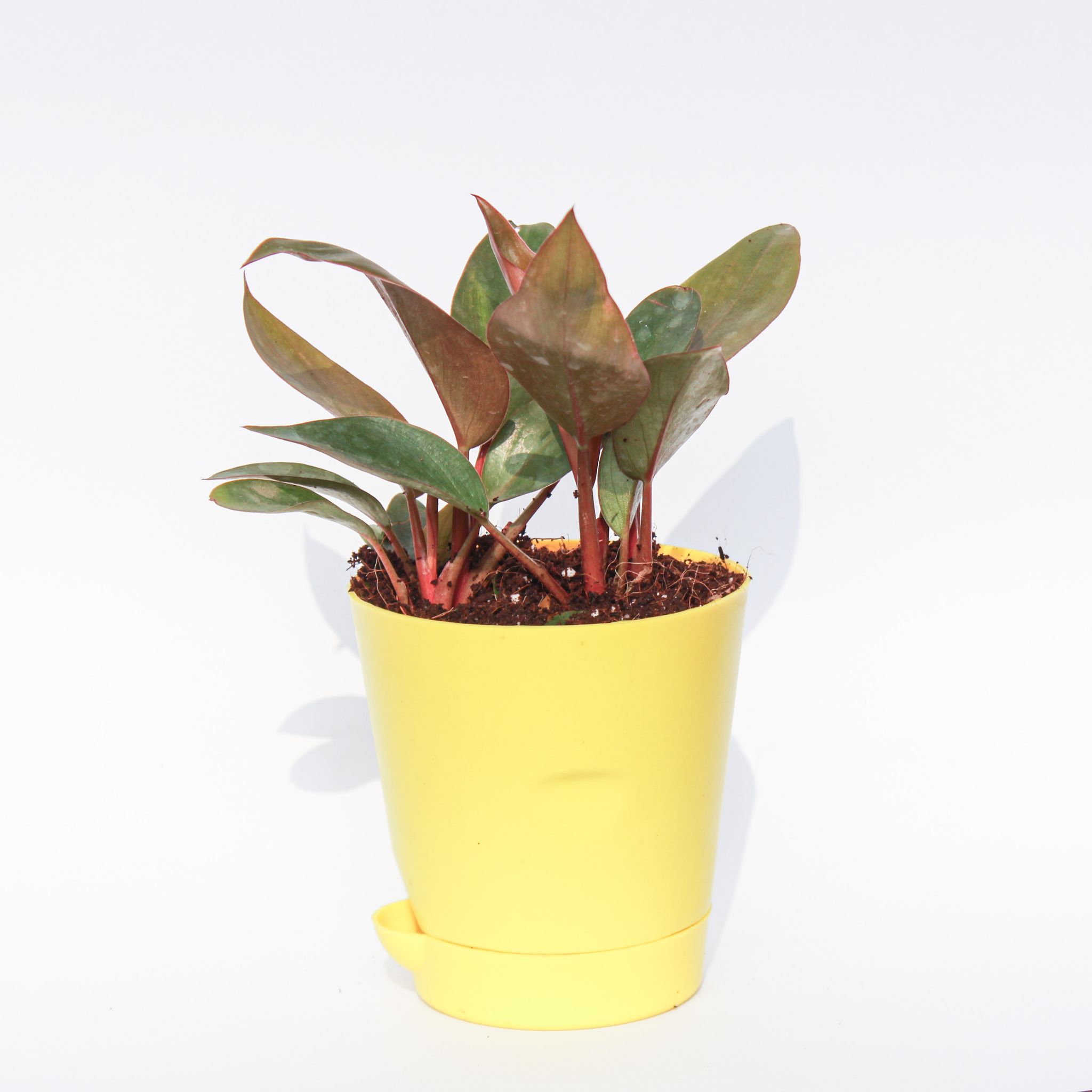 Philodendron Red in 4 Inch Yellow Florence Self Watering Pot