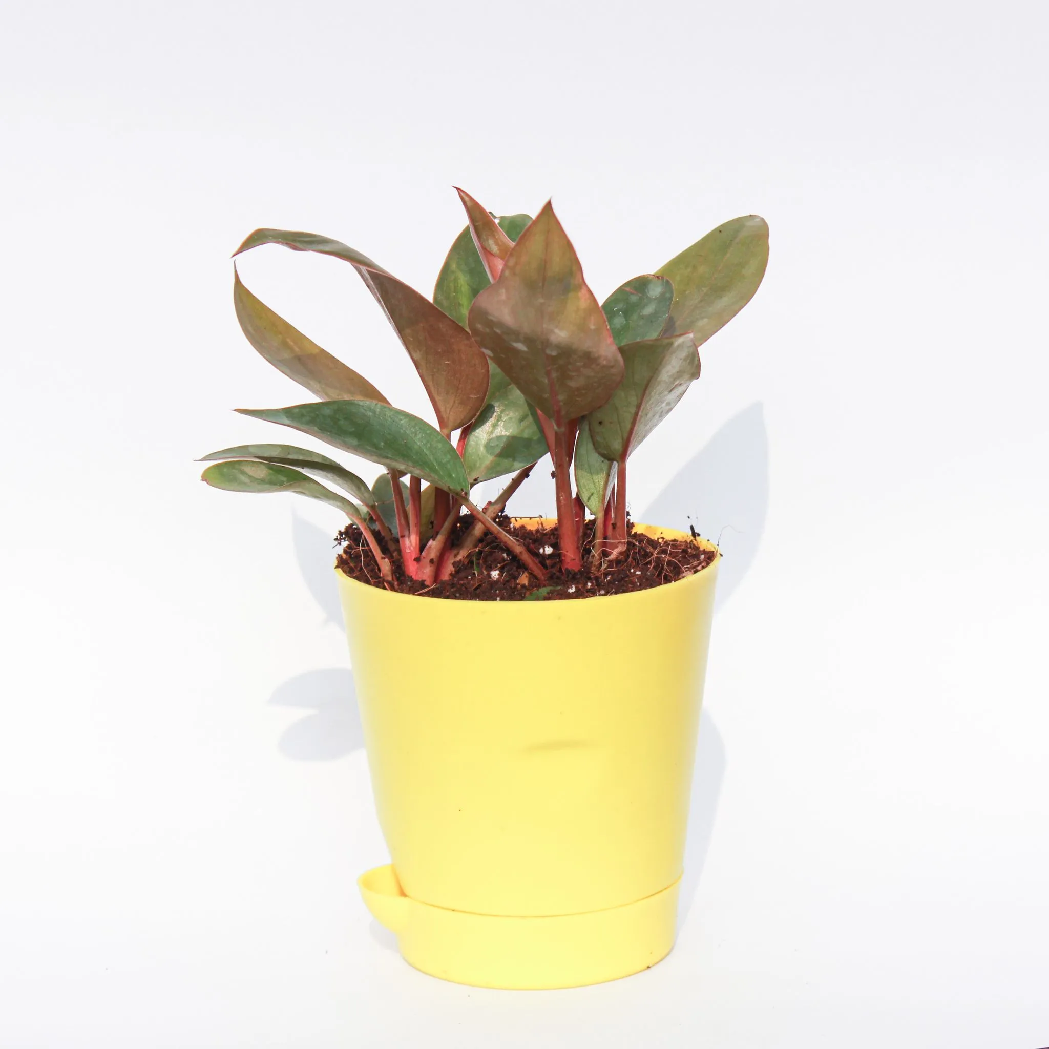 Philodendron Red in 4 Inch Yellow Florence Self Watering Pot