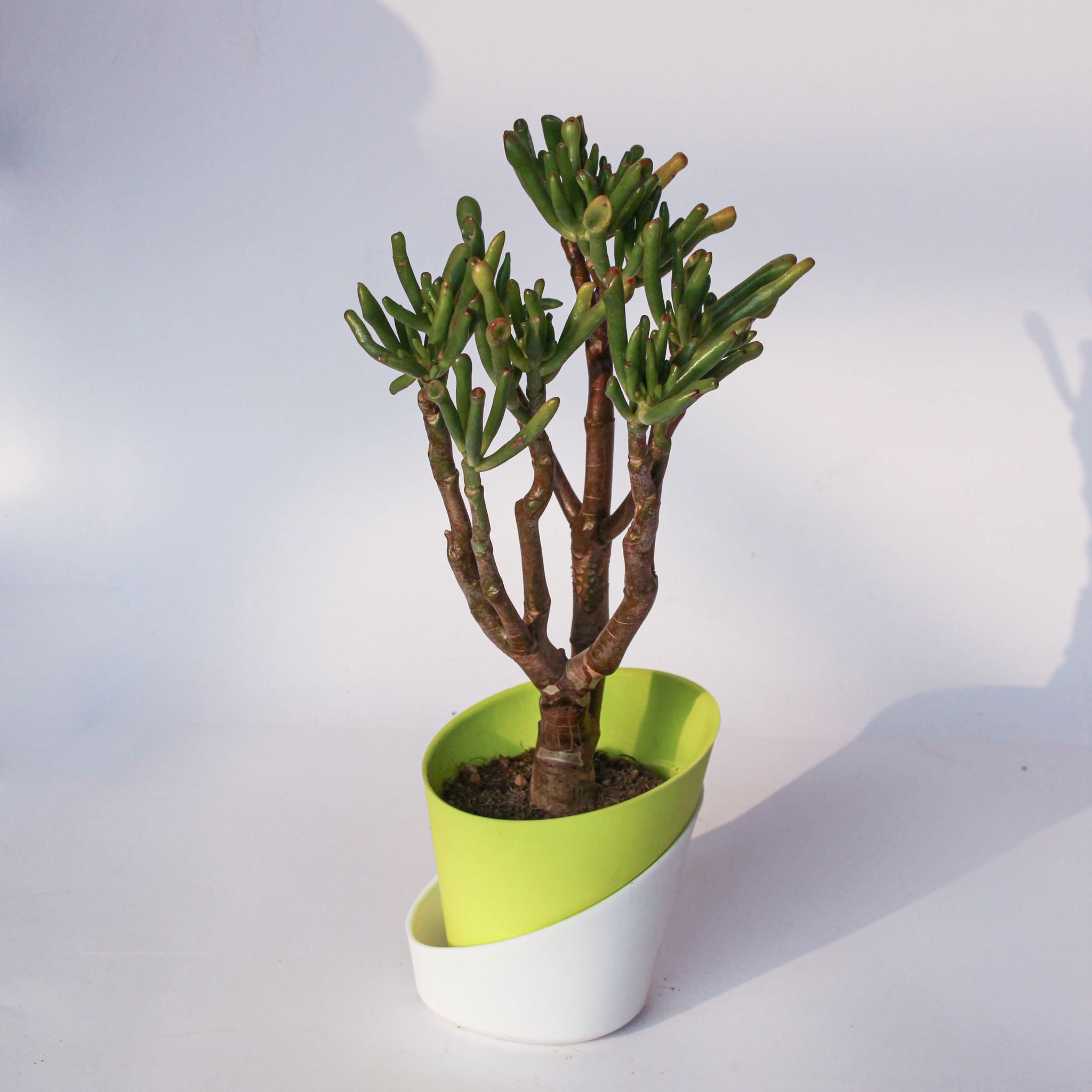 Crassula Ovata Gollum in 4 Inch Leafy Green Dublin Self Watering Pot