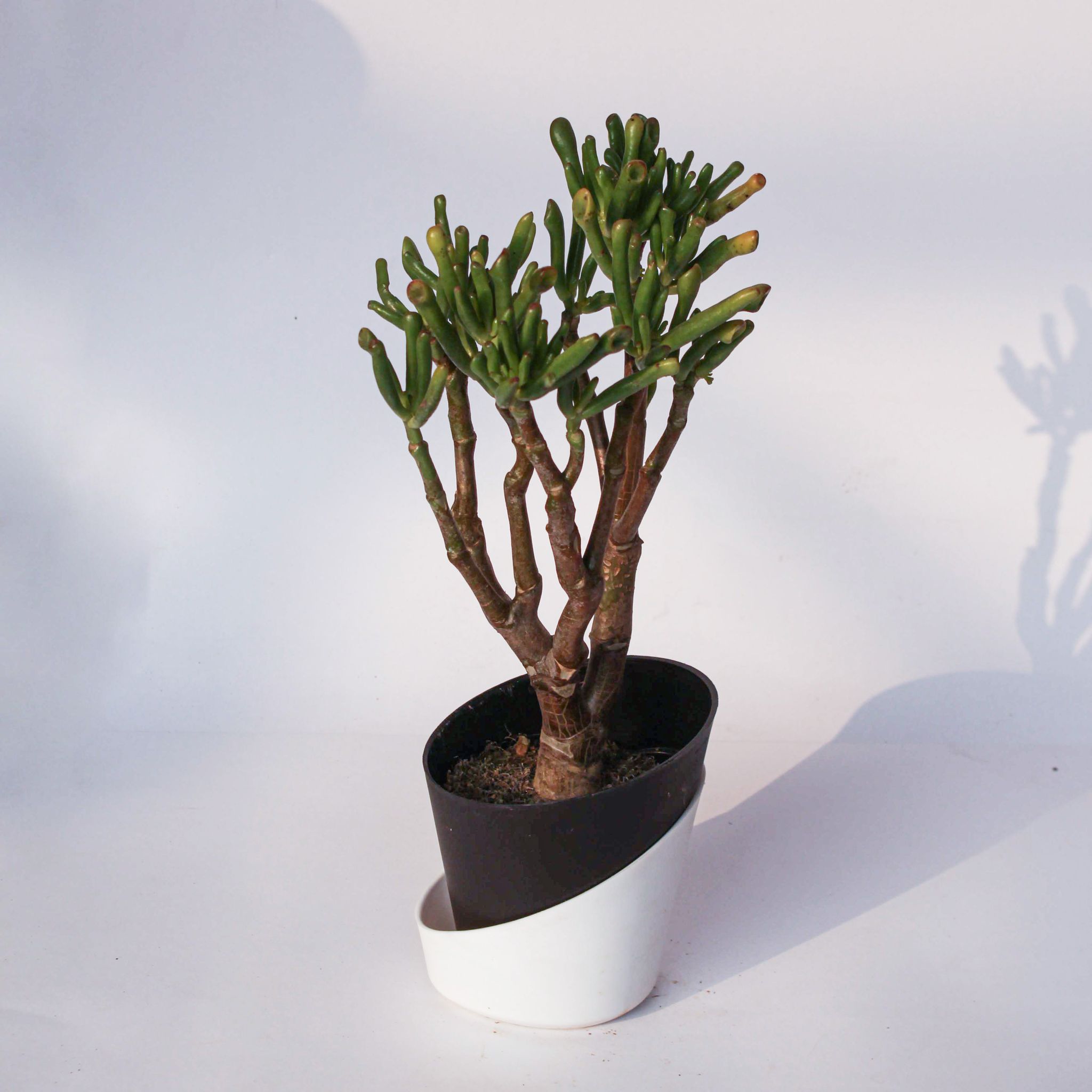 Crassula Ovata Gollum in 4 Inch Solid Black Dublin Self Watering Pot