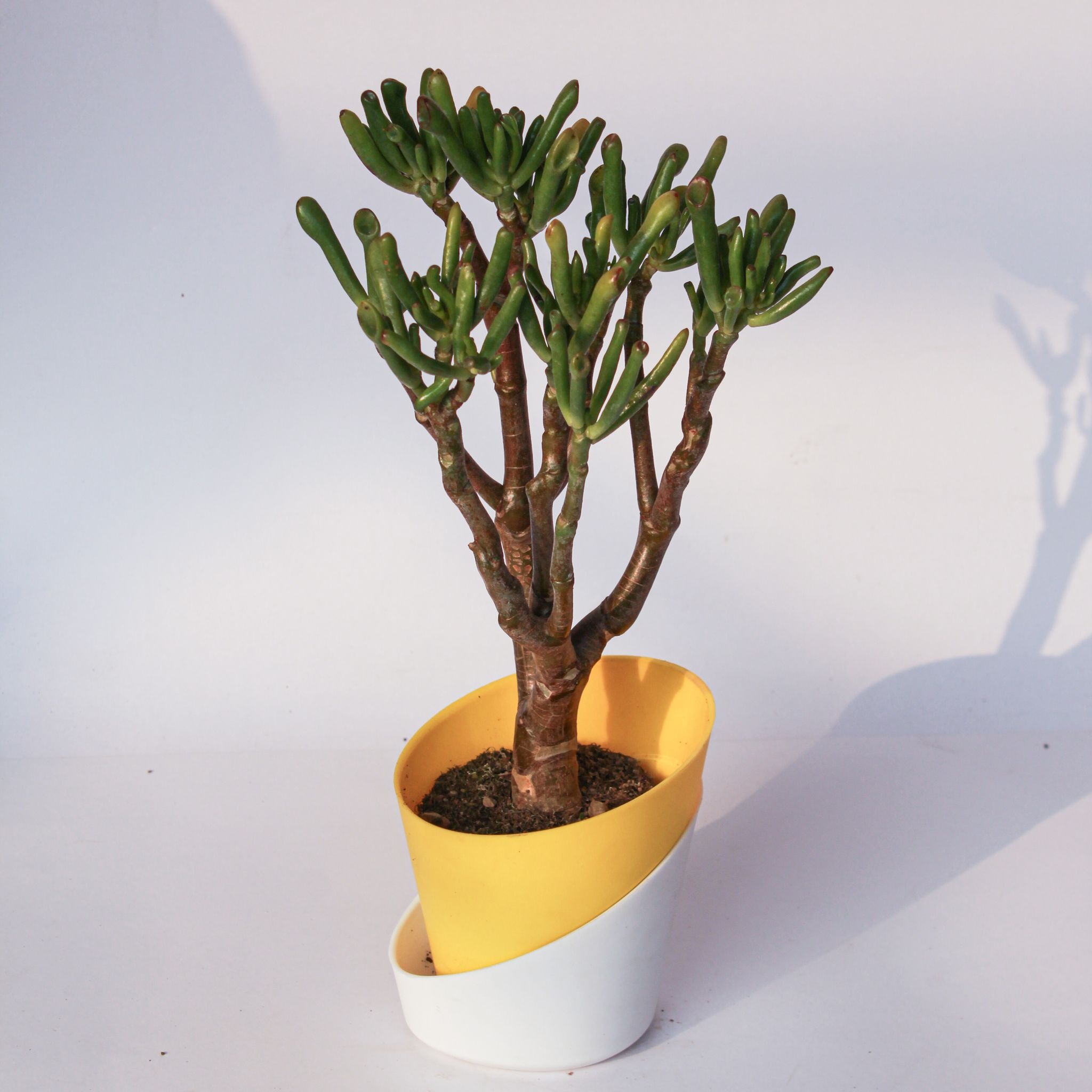 Crassula Ovata Gollum in 4 Inch Sunshine Yellow Dublin Self Watering Pot