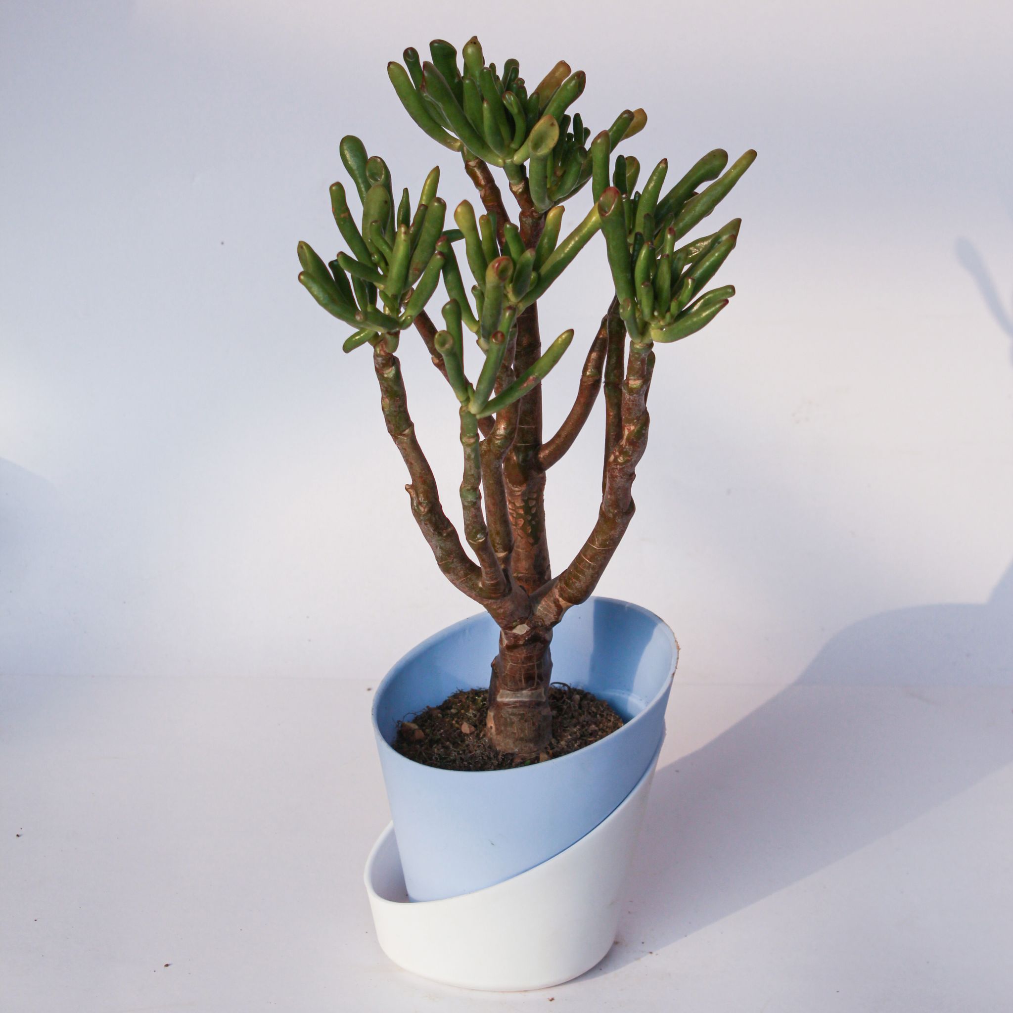 Crassula Ovata Gollum in 4 Inch Aqua Blue Dublin Self Watering Pot