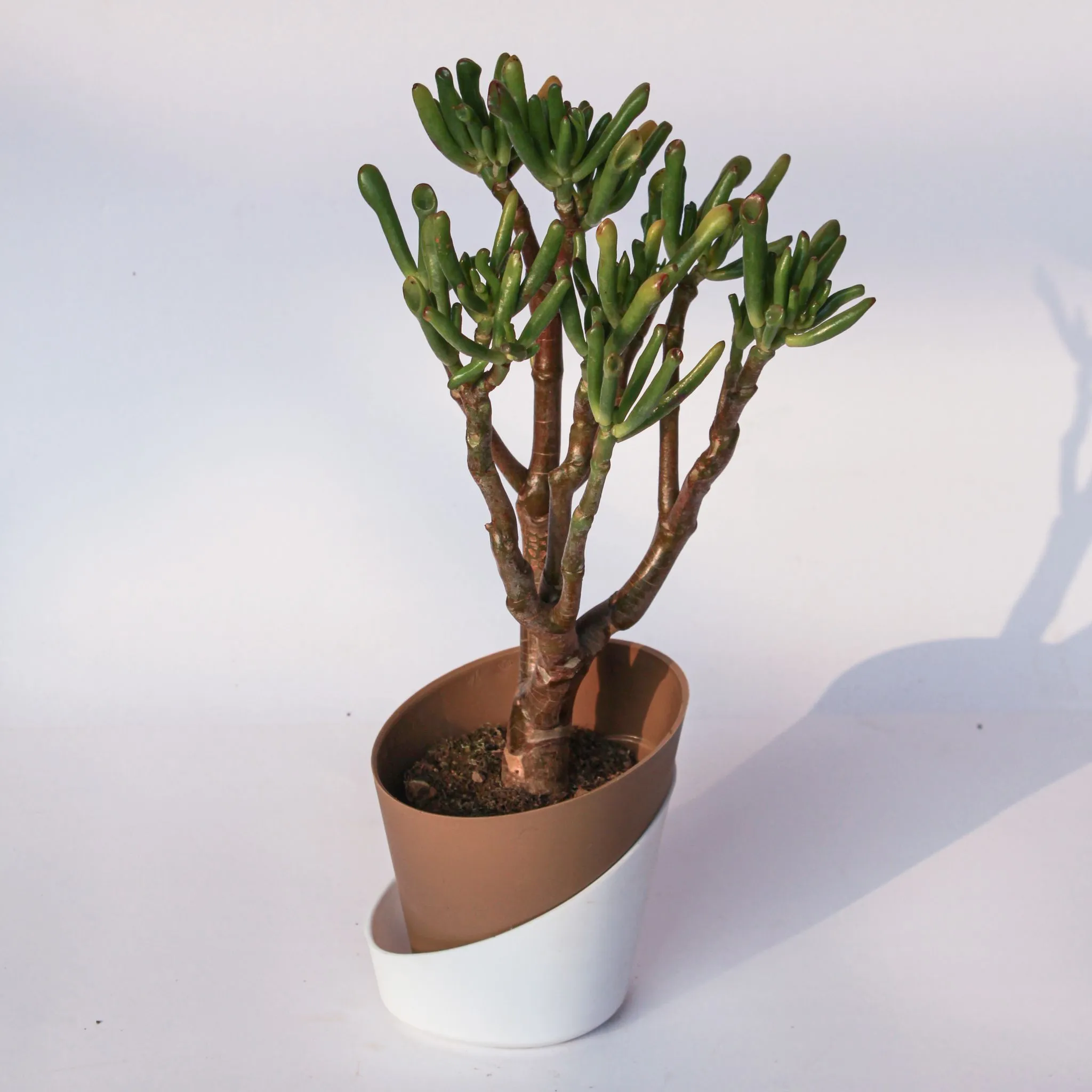 Crassula Ovata Gollum in 4 Inch Earthy Brown Dublin Self Watering Pot