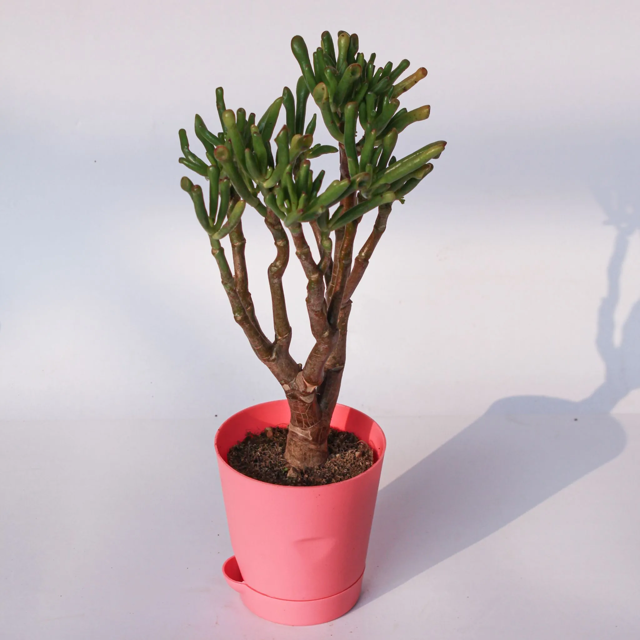 Crassula Ovata Gollum in 4 Inch Pink Florence Self Watering Pot