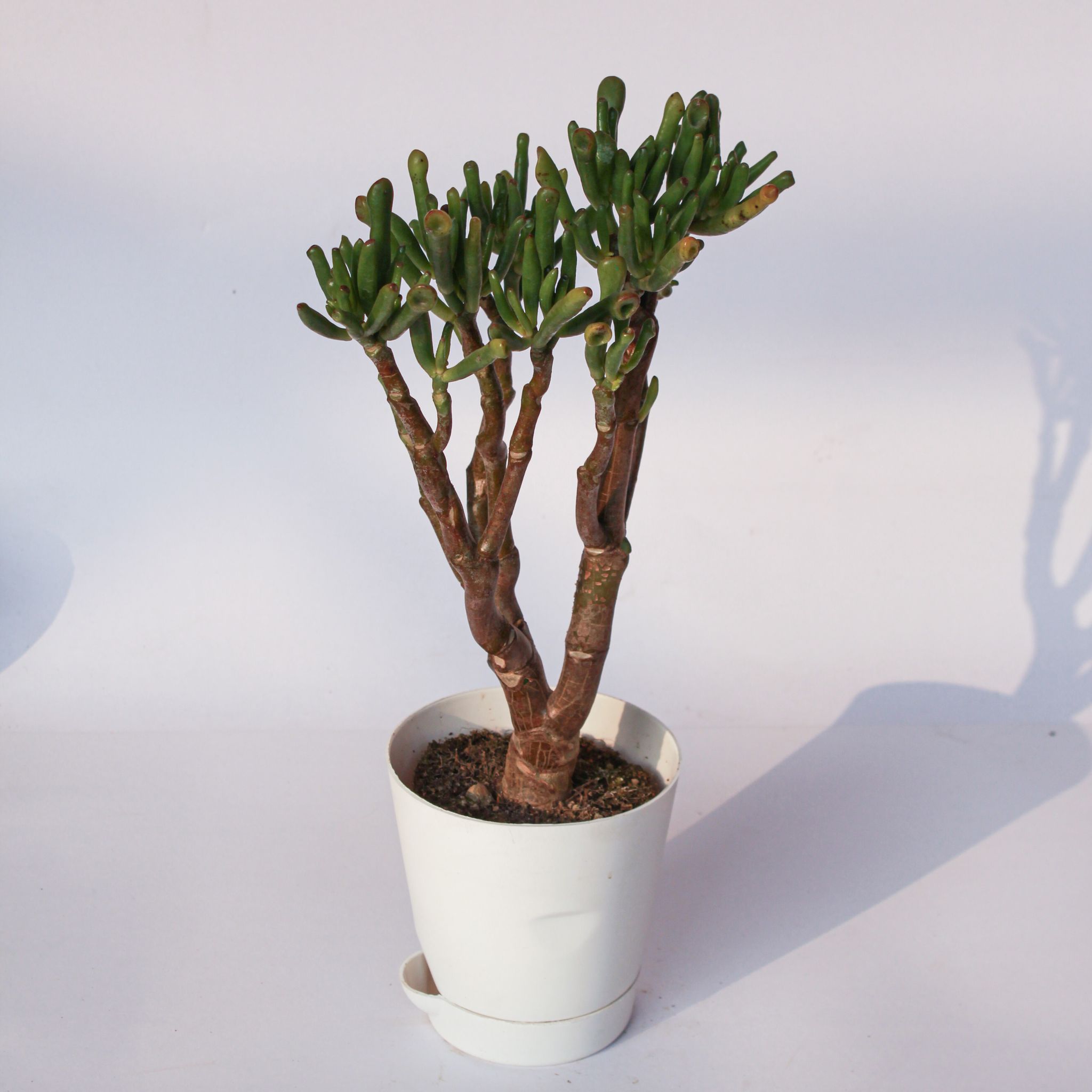 Crassula Ovata Gollum in 4 Inch White Florence Self Watering Pot
