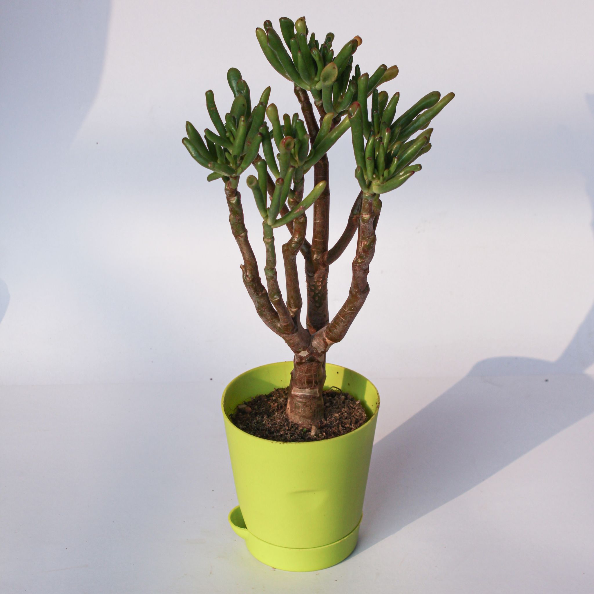 Crassula Ovata Gollum in 4 Inch Green Florence Self Watering Pot