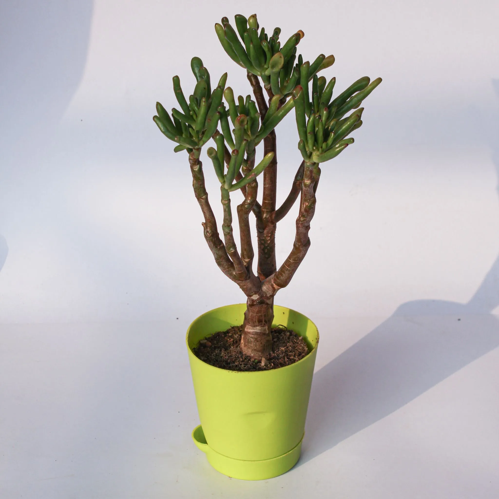 Crassula Ovata Gollum in 4 Inch Green Florence Self Watering Pot