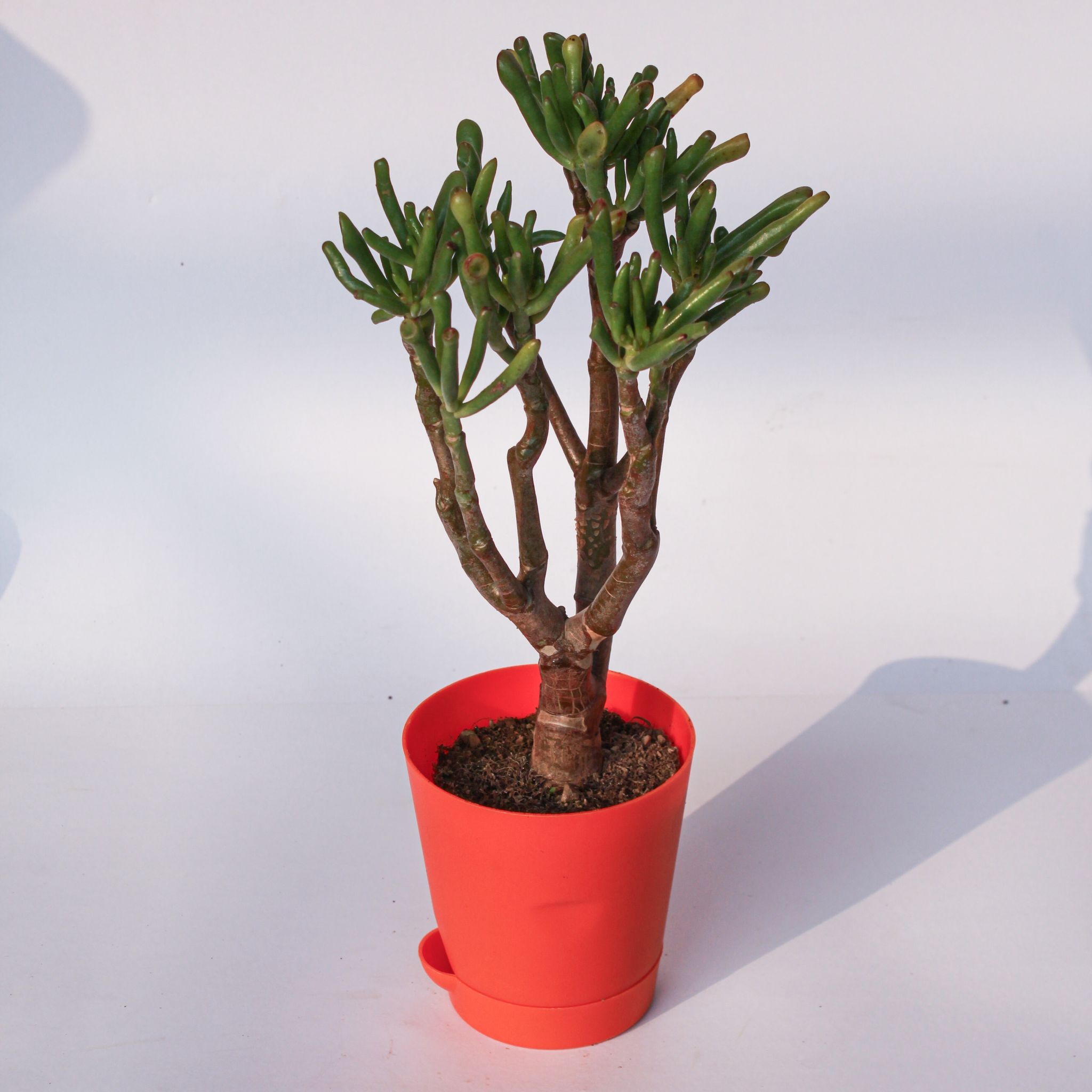 Crassula Ovata Gollum in 4 Inch Orange Florence Self Watering Pot