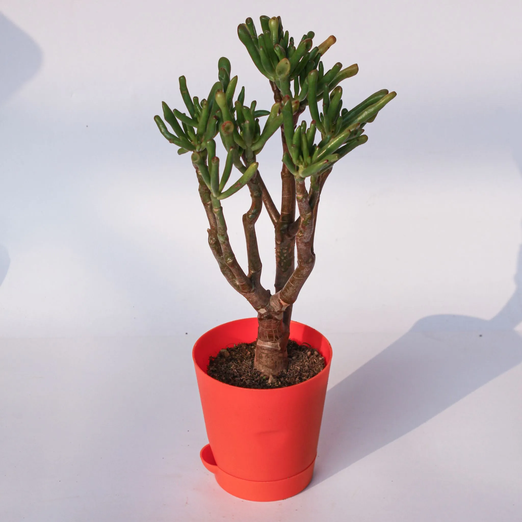 Crassula Ovata Gollum in 4 Inch Orange Florence Self Watering Pot