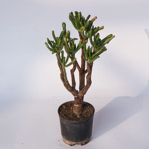 Crassula Ovata Gollum in 4 Inch Nursery Pot