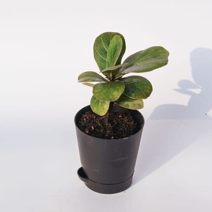 Buy Fiddle Leaf Fig / Ficus Lyrata in 4 Inch Black Florence Self Watering Pot Online | Urvann.com