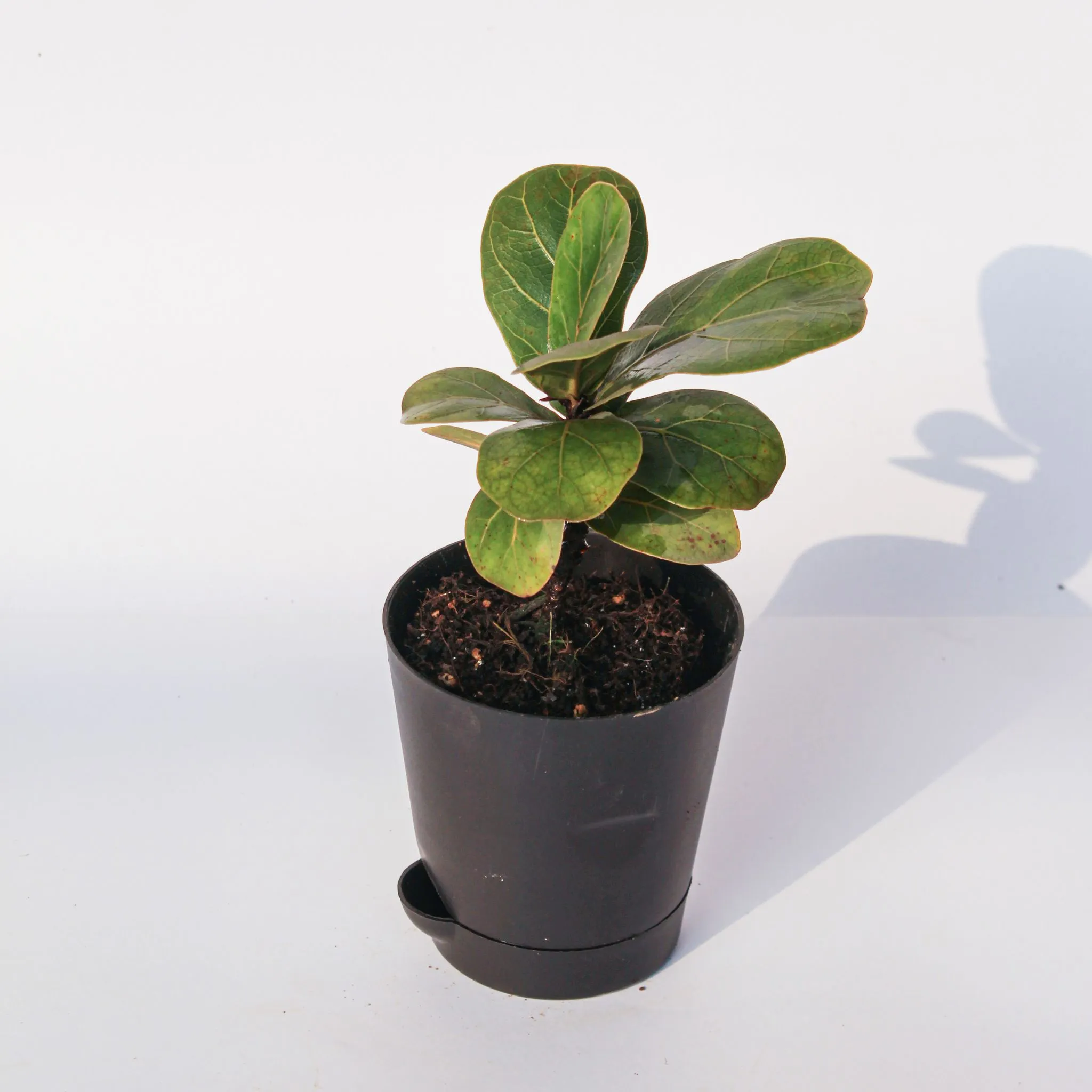Fiddle Leaf Fig / Ficus Lyrata in 4 Inch Black Florence Self Watering Pot