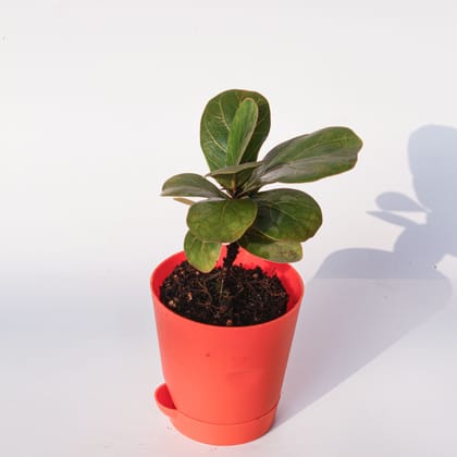 Buy Fiddle Leaf Fig / Ficus Lyrata in 4 Inch Orange Florence Self Watering Pot Online | Urvann.com